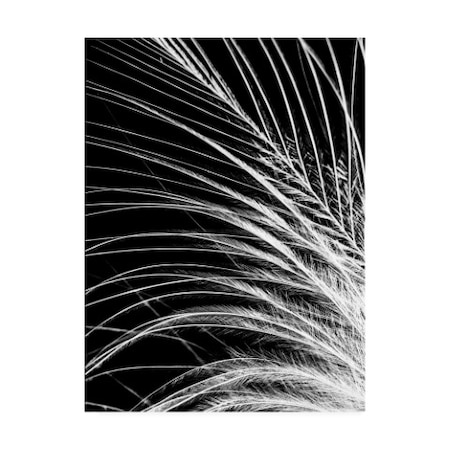 Incado 'White Feather' Canvas Art,14x19